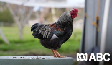 The wildlife and pets that are actually at risk of getting H5 bird flu: Myth busting with an ecologist