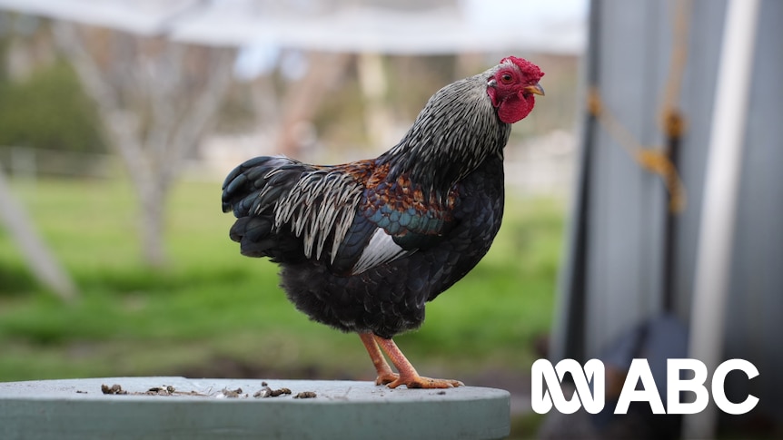 The wildlife and pets that are actually at risk of getting H5 bird flu: Myth busting with an ecologist