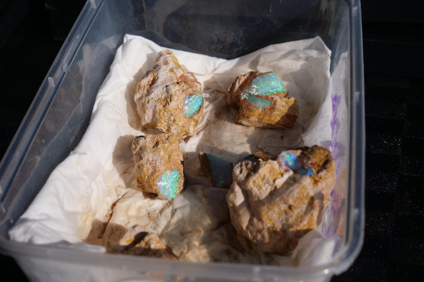 A plastic tub containing several brown rocks with exposed sections of opal.