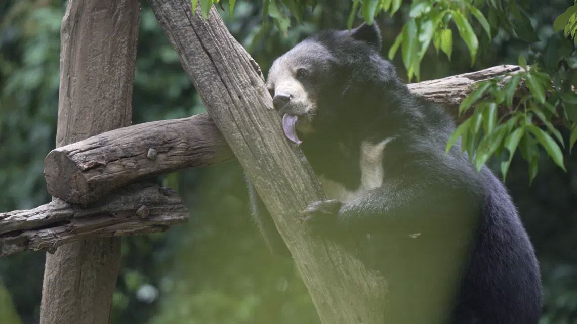 Bears freed from Laos farm step outdoors for the first time, after Singaporean helped lead rescue – Asia News Network