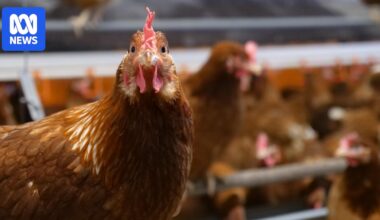 New biosecurity advice for egg producers as bird flu testing continues