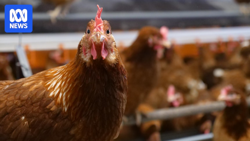 New biosecurity advice for egg producers as bird flu testing continues