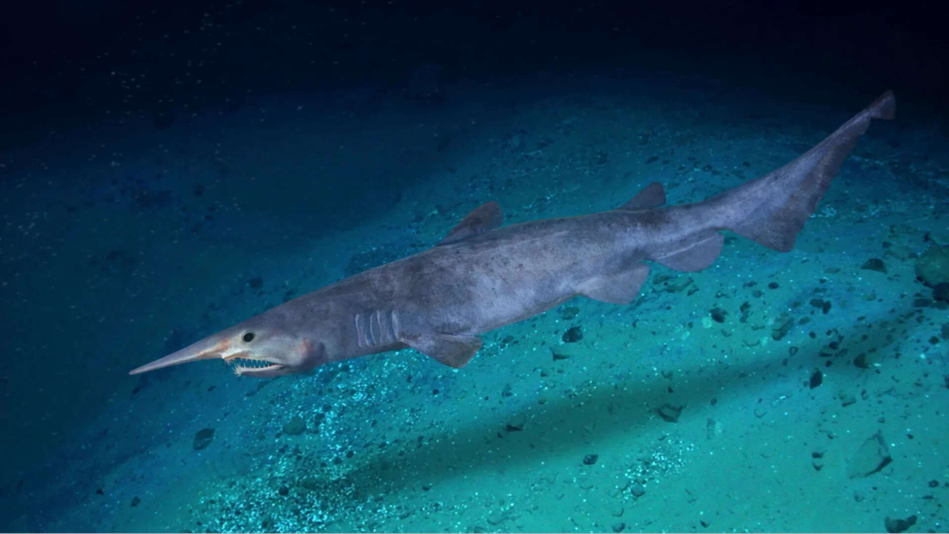 Rare goblin shark filmed alive for the first time in the deep sea -(2375)