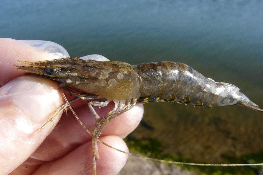 A prawn with white spot disease being held by a person's hand.