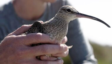 Cycling 30,000 kilometres to emulate the ultimate avian love story