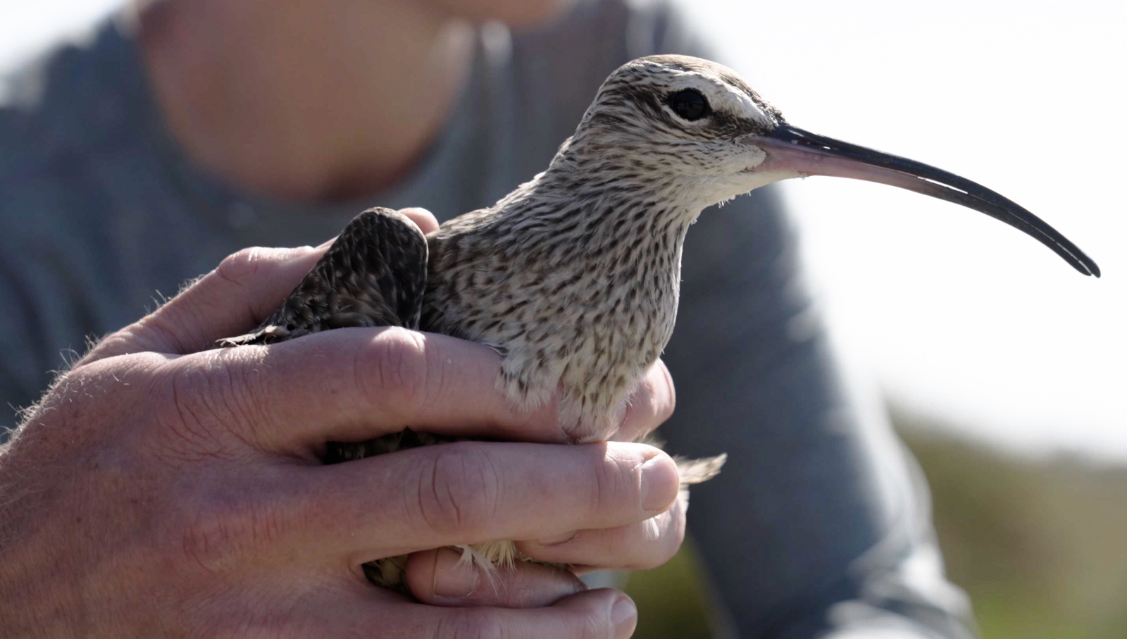 Cycling 30,000 kilometres to emulate the ultimate avian love story