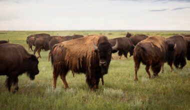 As America turns 250, a Montana tribe holds a ceremony for its buffalo
