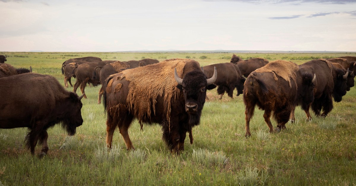 As America turns 250, a Montana tribe holds a ceremony for its buffalo