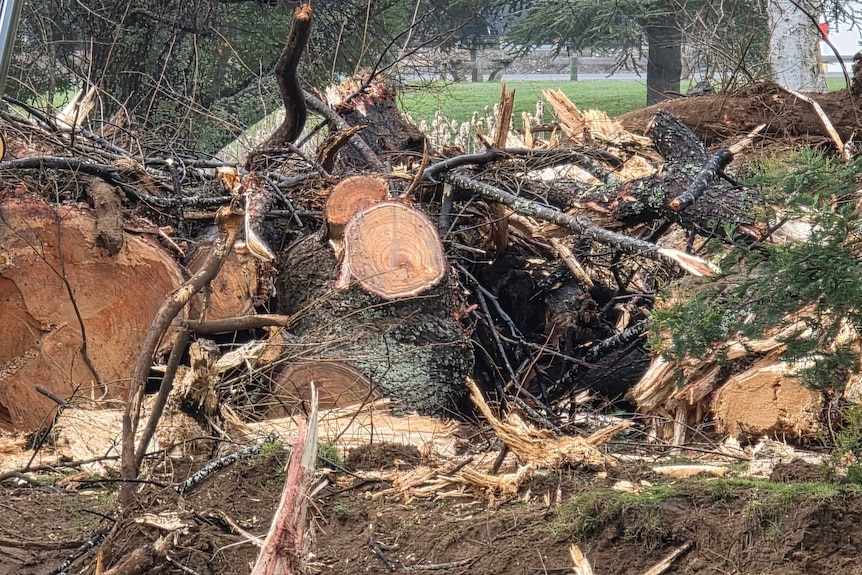 Close up on cut off large tree trunks on a rivers edge
