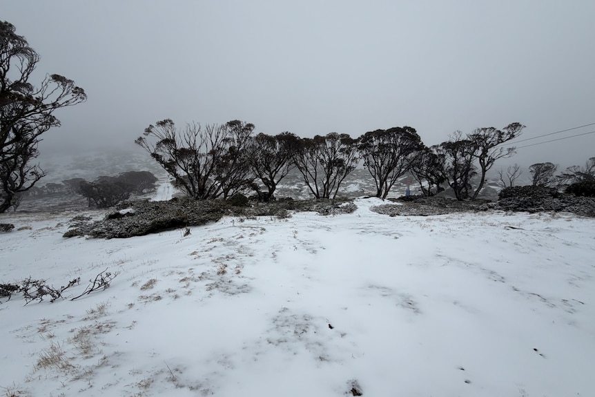 Perisher field with snow, dark shadows of trees, on a dark winter's afternoon.