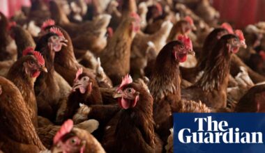 Organic eggs have worse impact on climate than eggs from caged chickens | Environment