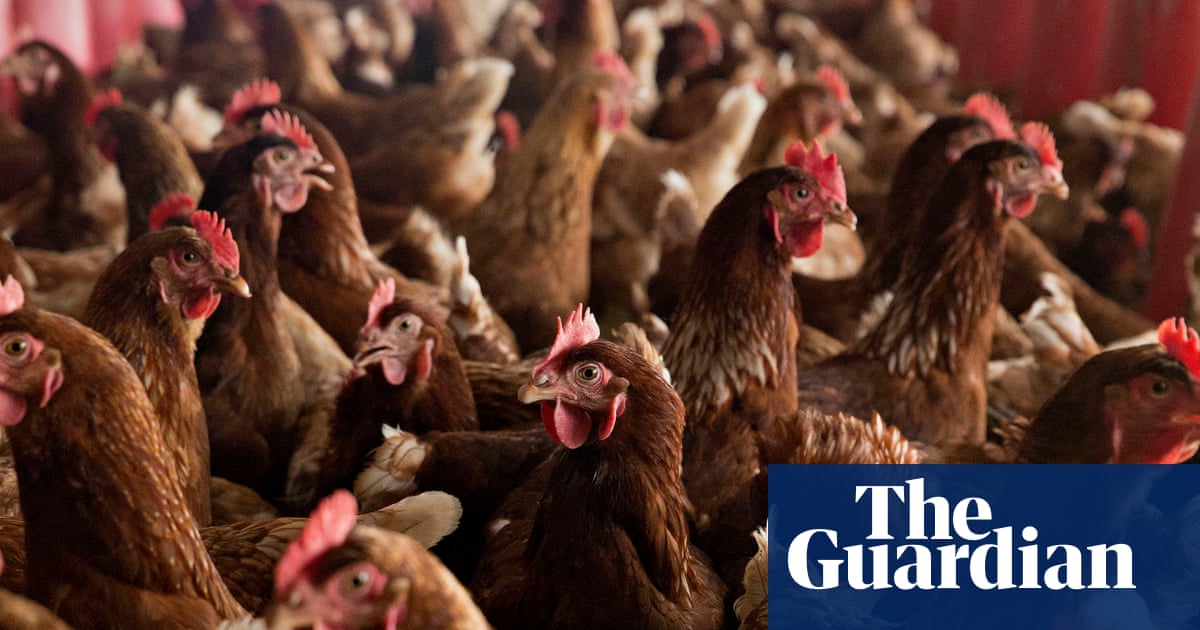 Organic eggs have worse impact on climate than eggs from caged chickens | Environment