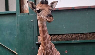 Port Lympne Reserve, near Hythe, names first giraffe calf in eight years after England star Jude Bellingham