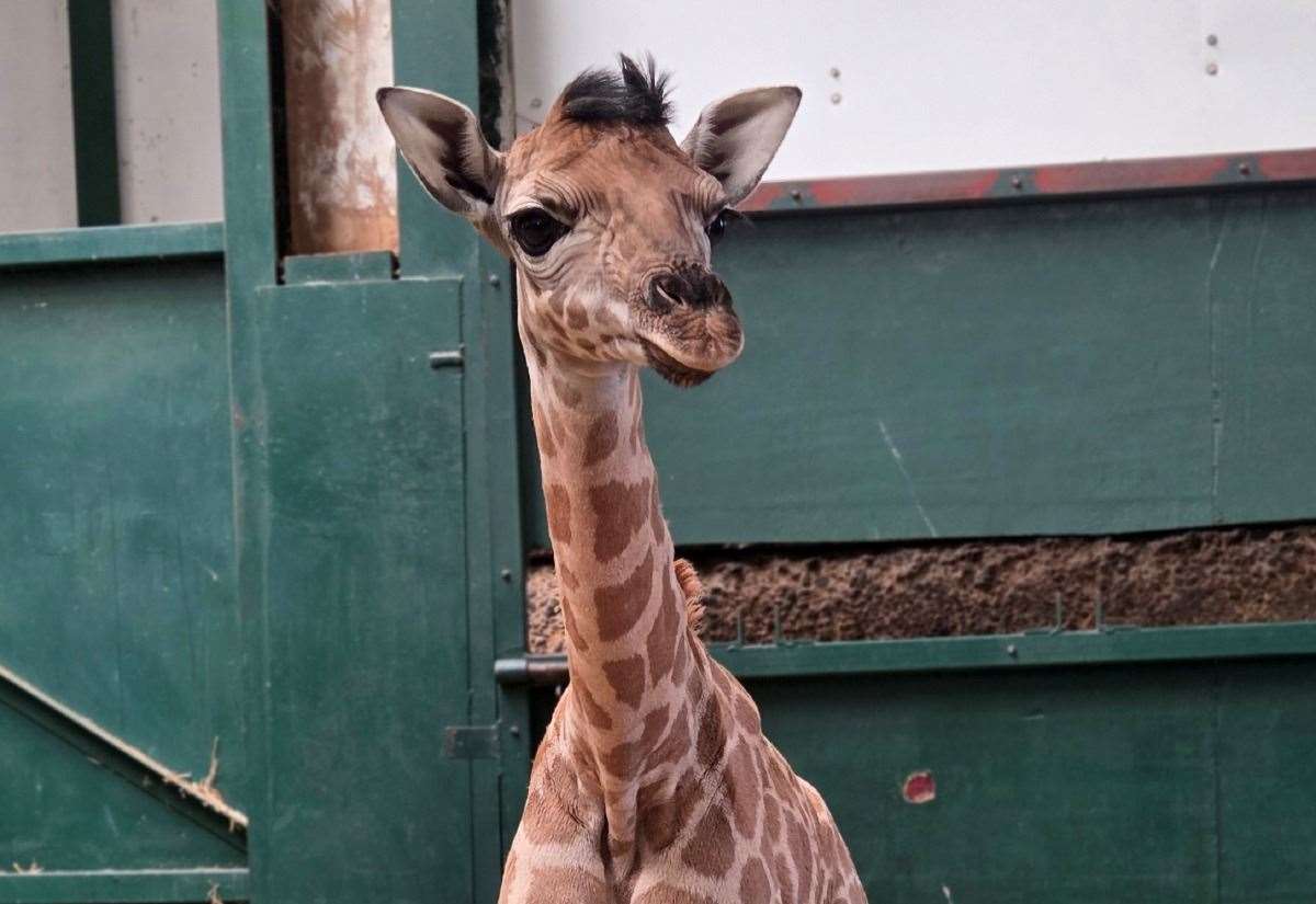 Port Lympne Reserve, near Hythe, names first giraffe calf in eight years after England star Jude Bellingham