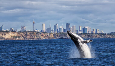 What is the best whale watching weather for NSW and Queensland?