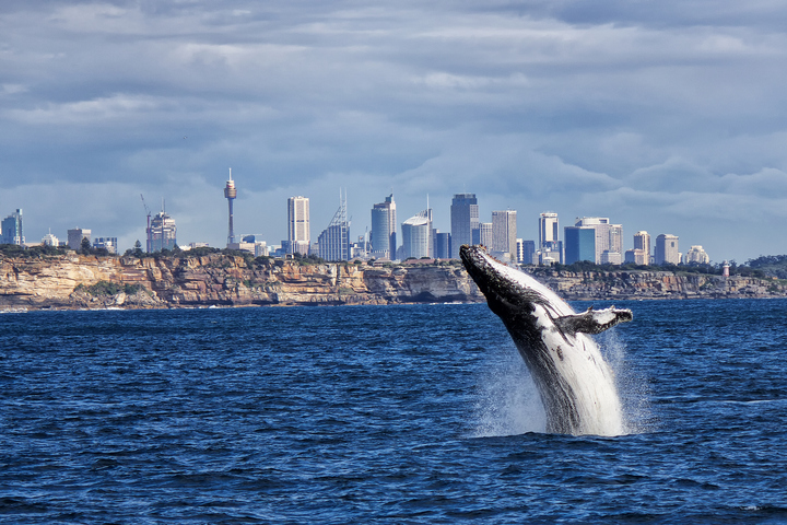 What is the best whale watching weather for NSW and Queensland?