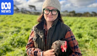 Local spread of bird flu a 'concern' for South Australian poultry farmers