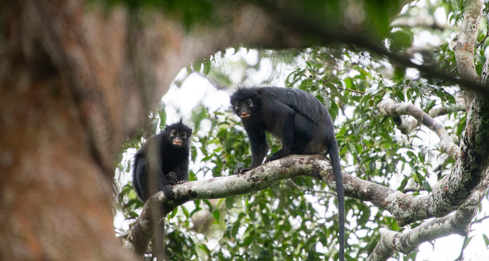 Orange-lipped monkey that roars and snorts deep in Congo rainforest is new species to science