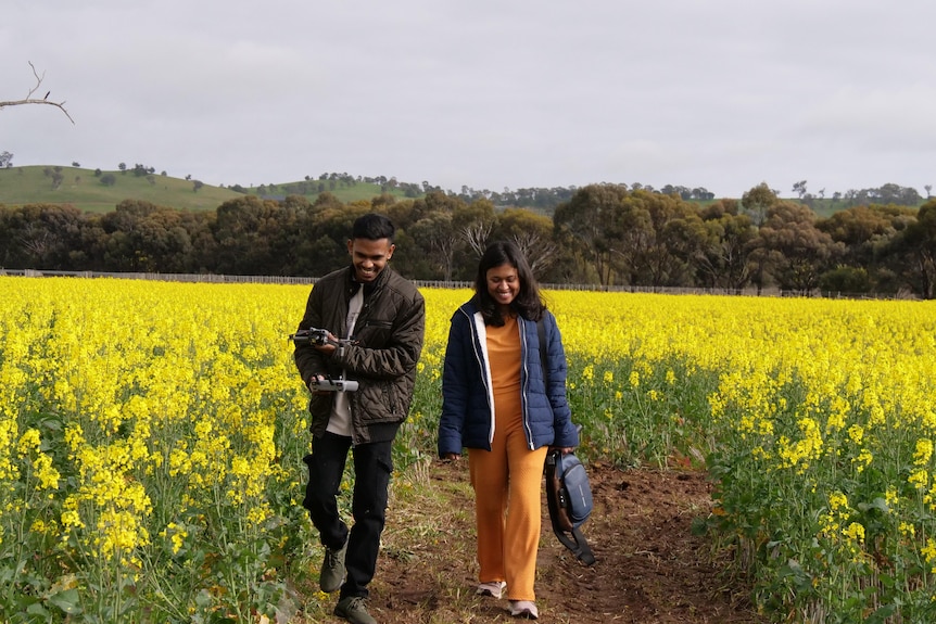 A man and a woman walk in a flowering canola field