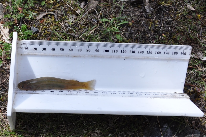 A swan galaxias fish on a white ruler showing its length is 90 milimetres.
