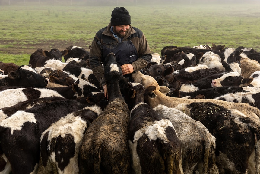 A dairy farmer is surrounded by young calves