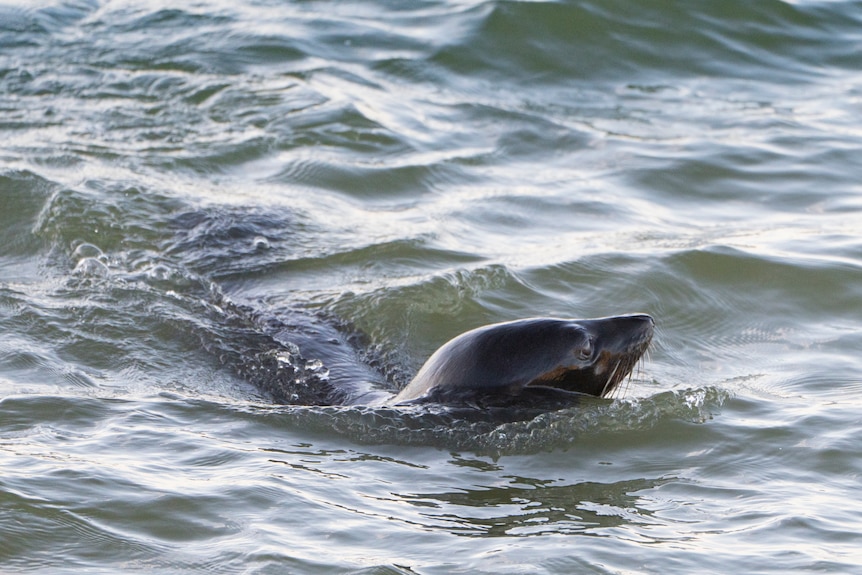 A sealion flapping in the water.