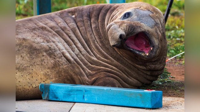 Neil Seal exhibited some riotous behaviour in Tasmania before his most recent departure.