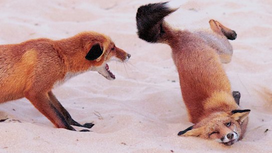 Young Photographer winner: Paula Rustemeier’s Hit the Dance Floor.