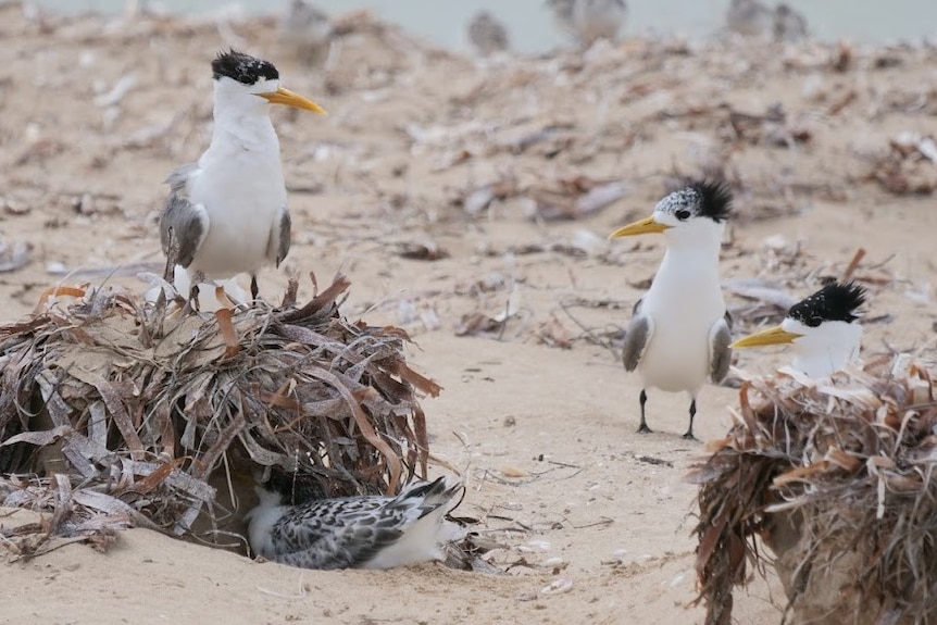 Seagull looking birds with black heads and yellow beaks standing on seaweed, one under seaweed
