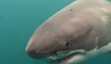 Great white shark scar