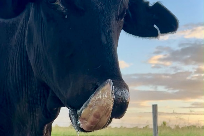 A black steer licking its runny nose with its tongue.