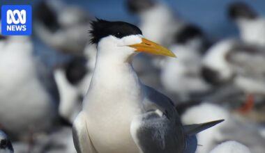 AUDIO: H5 detection in native seabird signals turning point - ABC News & Headlines – Australian Broadcasting Corporation