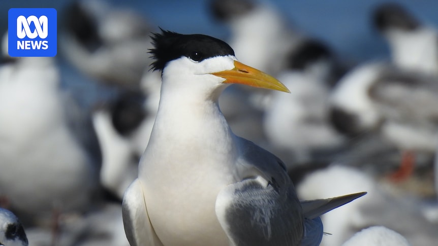 AUDIO: H5 detection in native seabird signals turning point - ABC News & Headlines – Australian Broadcasting Corporation
