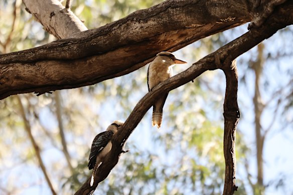 May, 2026: Birds and other wildlife flock to Wilpena Pound.