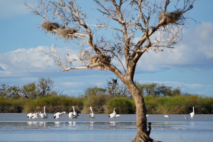 Pelicans are preening at an outback waterhole, standing in the water, with nests in a leafless tree.
