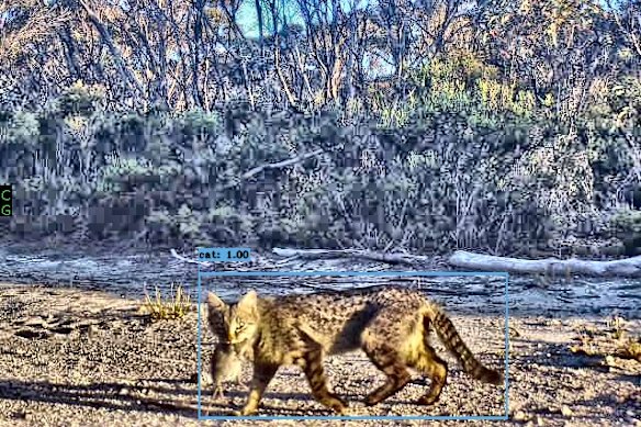 One of the AI cameras on the Dudley Peninsula detecting a feral cat with a native animal.