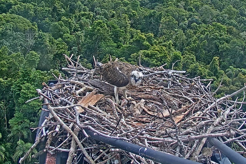 A large bird nest with an osprey and two small chicks, very high above a rainforest