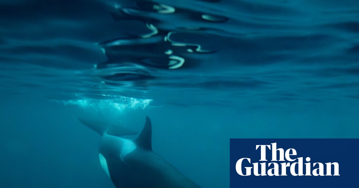 ‘Exploratory and curious animals’: mysterious rise in orca sightings off Northumberland coast | Marine life