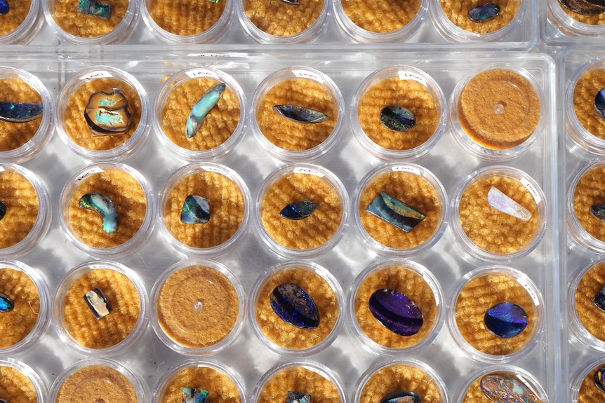 A grid of small plastic dishes, each containing a different opal.
