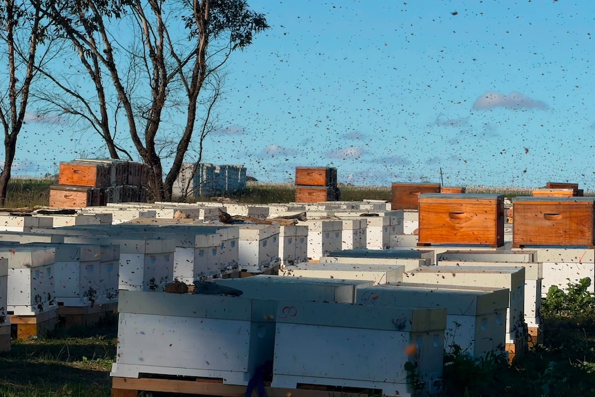 Beehive boxes are spread out on a field, with hundreds of bees flying around them.