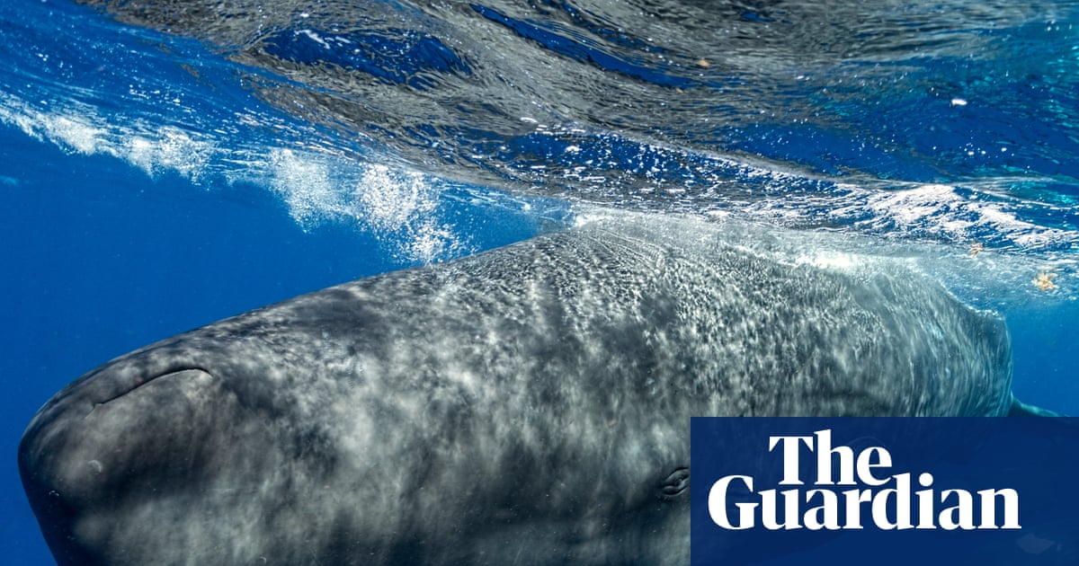 Sperm whales change ‘vowel’ sounds when boats are nearby, scientists discover | Cetaceans