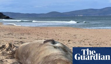 Tasmanians warned of ‘loving Neil to death’ as 1,000kg seal’s antics feed ‘double-edged sword’ of fame | Tasmania