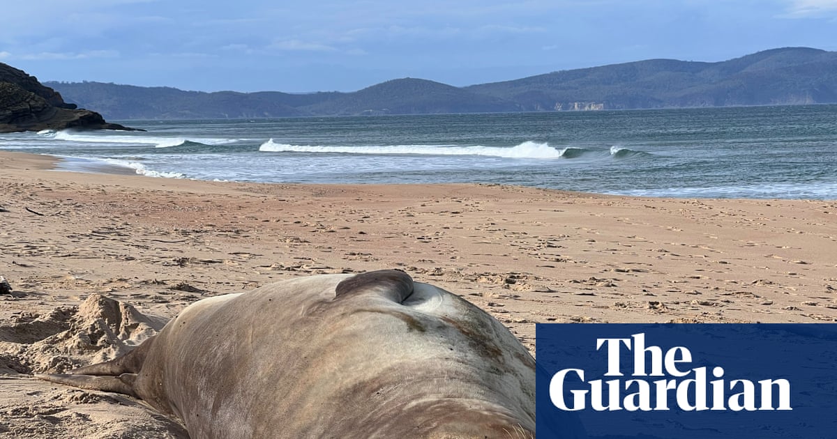 Tasmanians warned of ‘loving Neil to death’ as 1,000kg seal’s antics feed ‘double-edged sword’ of fame | Tasmania