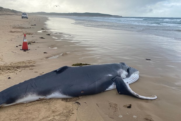 A baby humpback whale was stranded and died at Greenhills Beach - approx 2km north of Wanda Beach Surf Life Saving Club int he Cronulla region. The calf was believed to be a few days old.