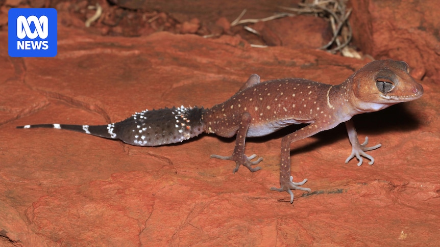 Researchers call for rare WA reptiles to be listed as endangered