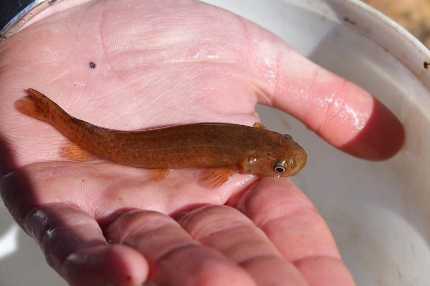 A small reddish brown fish being held in the palm of a hand.