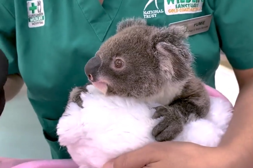 a koala being treated at the currumbin wildlife hospital