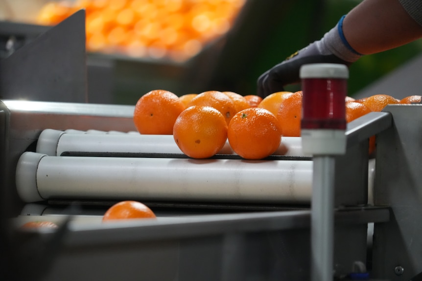 Gloved hands above navel oranges going down a conveyerbelt.
