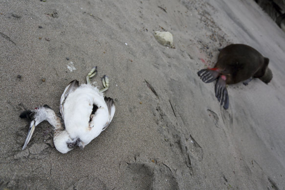 A dead sea bird lays beside a dead sea lion on an Argentinian beach hit by bird flu.