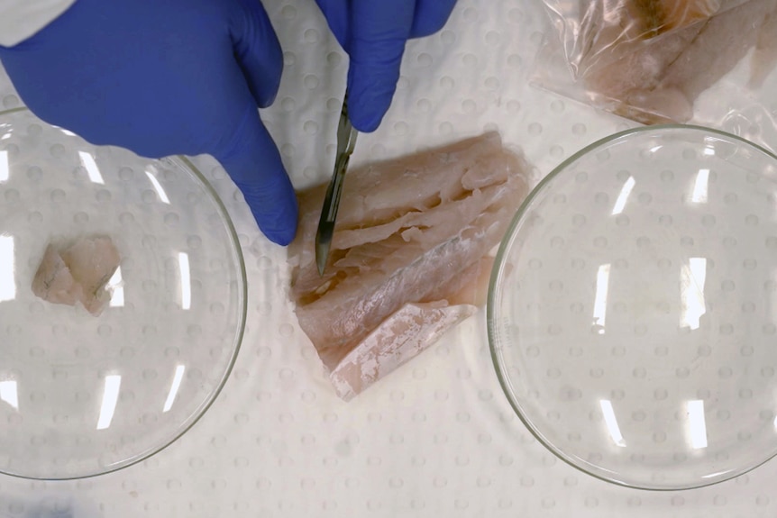 A person with gloved hands cuts a sample from a piece of fish in a laboratory.